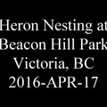 20160418 heronatbeaconhillpark