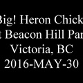 20160430 heronatbeaconhillpark