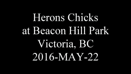20160522 heronatbeaconhillpark